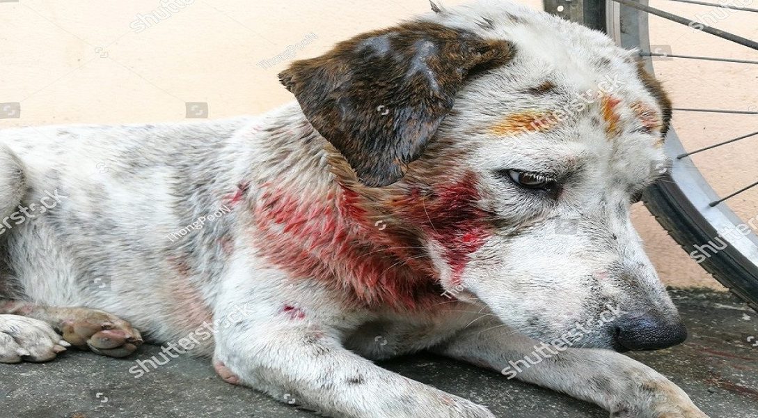 Dogs1 - Naya Kashmir - NK