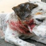 Dogs1 - Naya Kashmir - NK