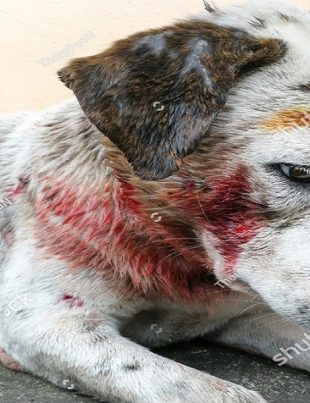 Dogs1 - Naya Kashmir - NK