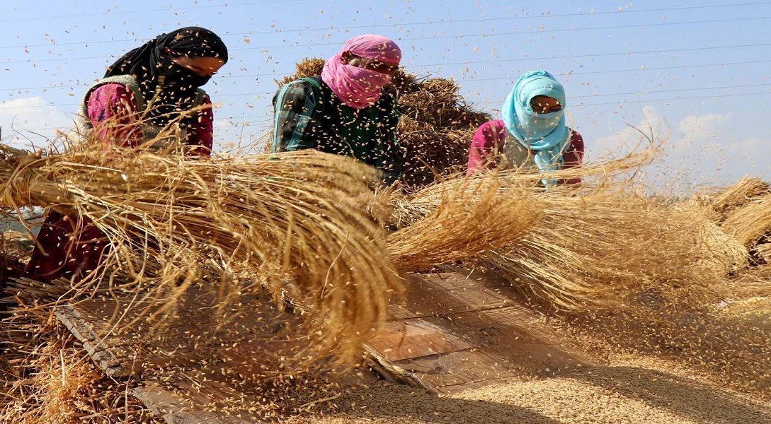 Peddy - Naya Kashmir - NK