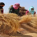 Peddy - Naya Kashmir - NK