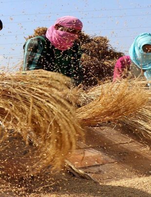 Peddy - Naya Kashmir - NK