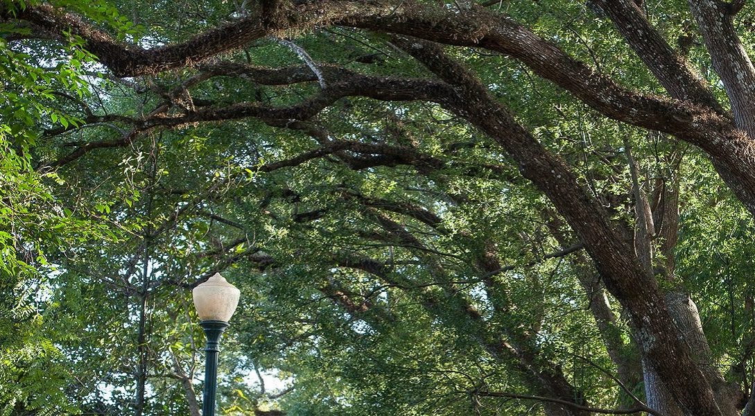 Wild Olive 11 - naya Kashmir - NK