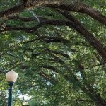 Wild Olive 11 - naya Kashmir - NK