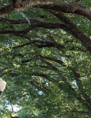 Wild Olive 11 - naya Kashmir - NK