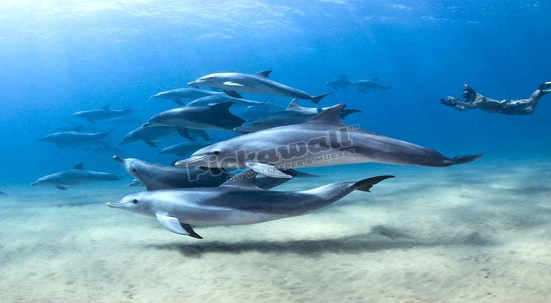 Dolphin - Naya Kashmir - NK