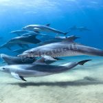 Dolphin - Naya Kashmir - NK