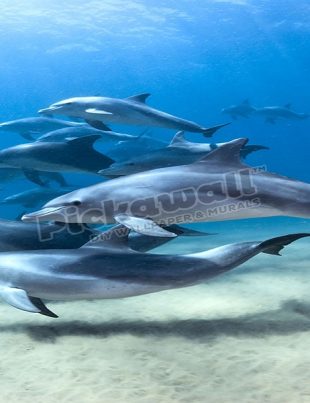 Dolphin - Naya Kashmir - NK