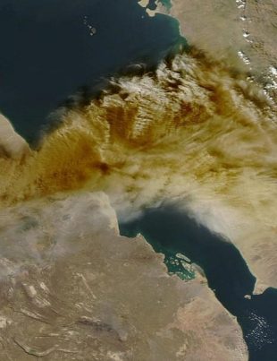 Ethopian Ash - Naya Kashmir - NK