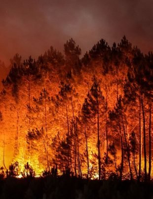 Wildfire - Naya Kashmir - NK