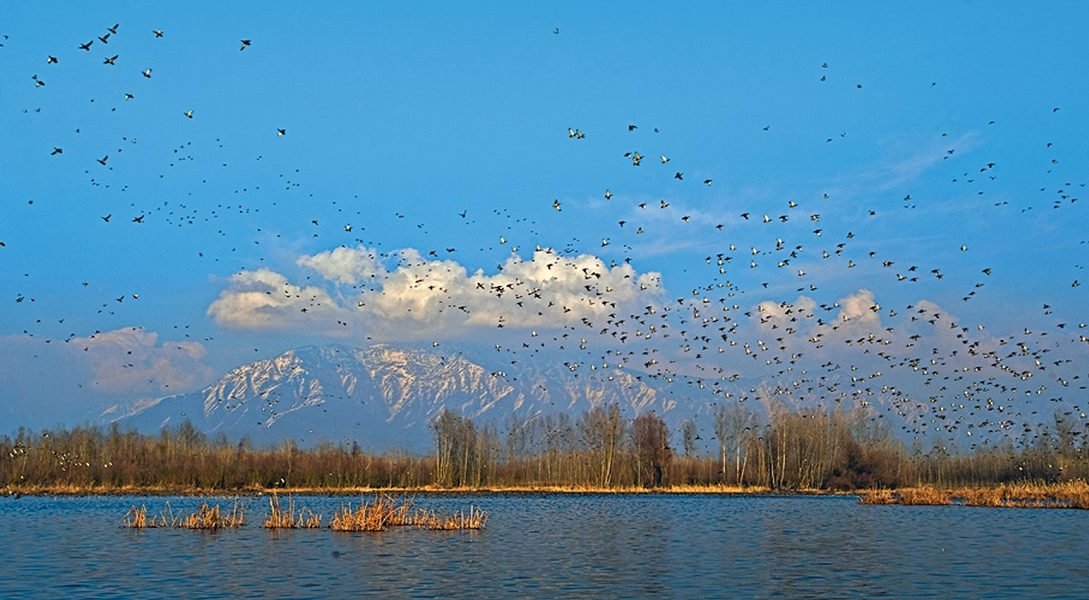 Wildlife - Naya Kashmir - NK