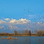 Wildlife - Naya Kashmir - NK