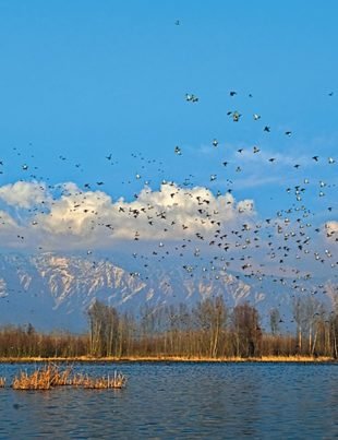 Wildlife - Naya Kashmir - NK