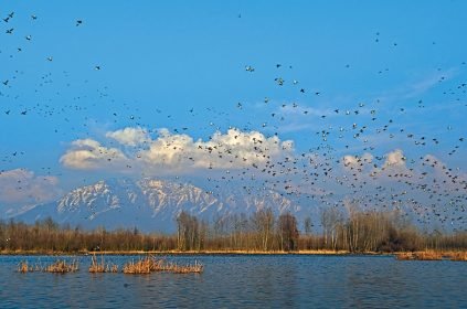 Wildlife - Naya Kashmir - NK